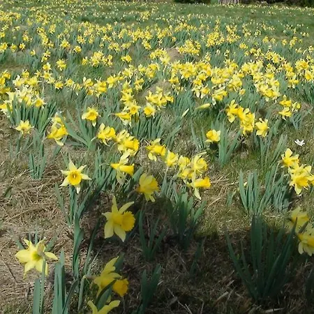 Casa vacanze La Petite Perle Gérardmer