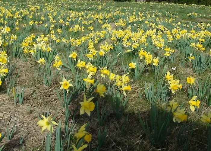 Holiday home La Petite Perle Gerardmer